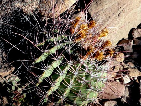 Ferocactus emoryi var. rectispinus